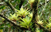 Epiphyten am Mombacho Vulkan, Nicaragua