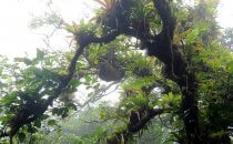 Faultier im Nebelwald am Mombacho Vulkan, Nicaragua