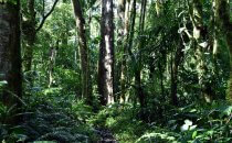 Sendero los Quetzales, Provinz Chiriquí, Panama