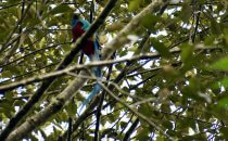 Sendero los Quetzales, Provinz Chiriquí, Panama
