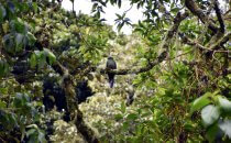 Sendero los Quetzales, Provinz Chiriquí, Panama