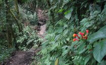 Sendero los Quetzales, Provinz Chiriquí, Panama