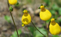 Lady's slipper, seen during the hike to Lago de los Tres, Chaltén, Argentina