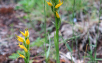 orchid, seen during the hike to Lago de los Tres, Chaltén, Argentina
