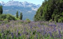 Patagonia National Park, Chile