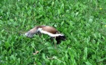 Patagonian skunk in the Patagonia National Park, Chile