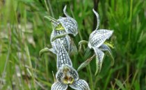 Orchids in Chacabuco Valley, Chile