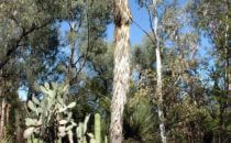 Cacti garden, Quinta Schmoll near Bernal, Mexico