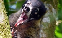 Nasenbär, Corcovado NP, Costa Rica