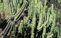 Kakteengarten der Quinta Schmoll, Cadereyta de Montes, Mexiko