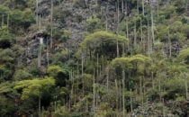 typische Vegetation, Sierra Gorda, Mexiko